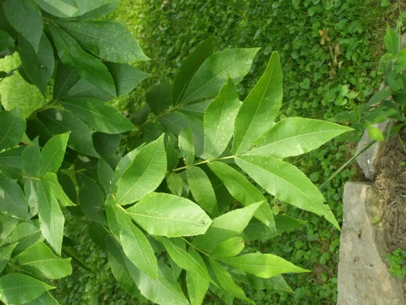 Pignut (Carya Glabra) — The Pignut's deep taproot system can make transplantation challenging; hence; round nuts encased in thin husks that split open when