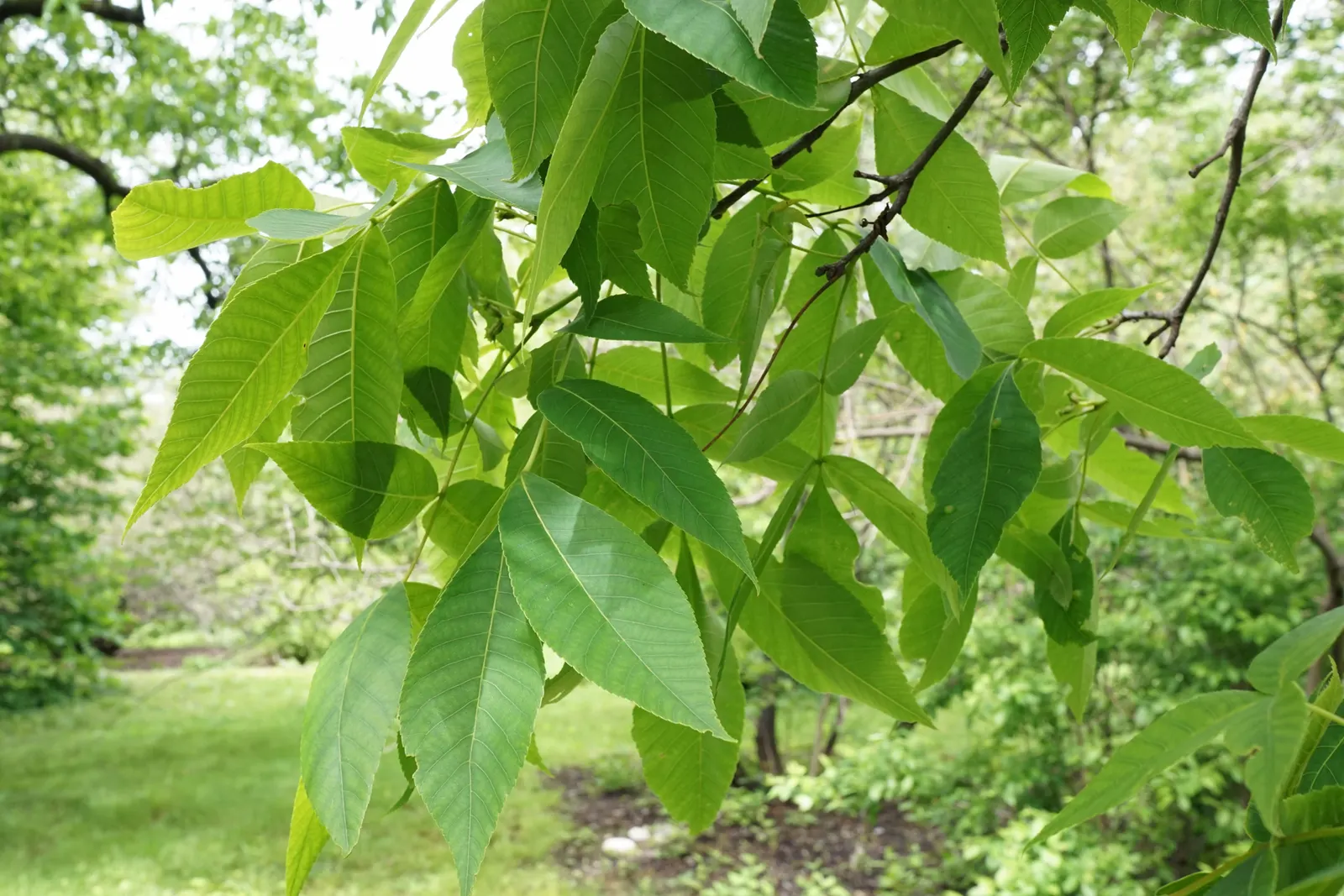 Pignut (Carya Glabra) — is a deciduous hardwood native to eastern North America; its pinnately compound leaves, with five leaflets, turn golden in fall