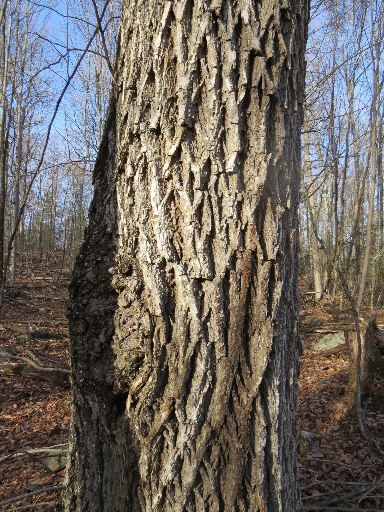 Pignut (Carya Glabra) — is a deciduous hardwood tree native to eastern North America