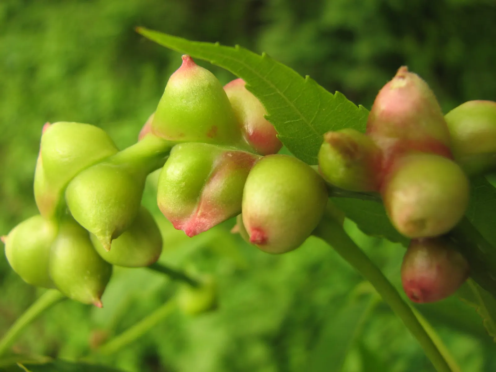 Pignut (Carya Glabra) — Hardy in USDA zones 4 through 9; reaching up to 100 feet tall, it prospers in well-drained soil