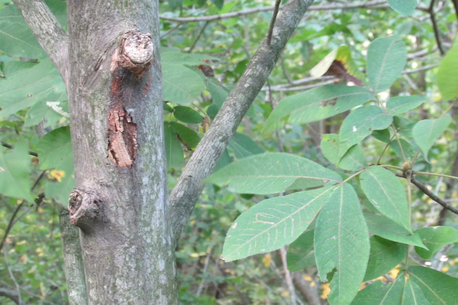 Pignut (Carya Glabra) — Zones 4-9 suffice for this hardy specimen; though it is adaptable to a range of soil types, image 61