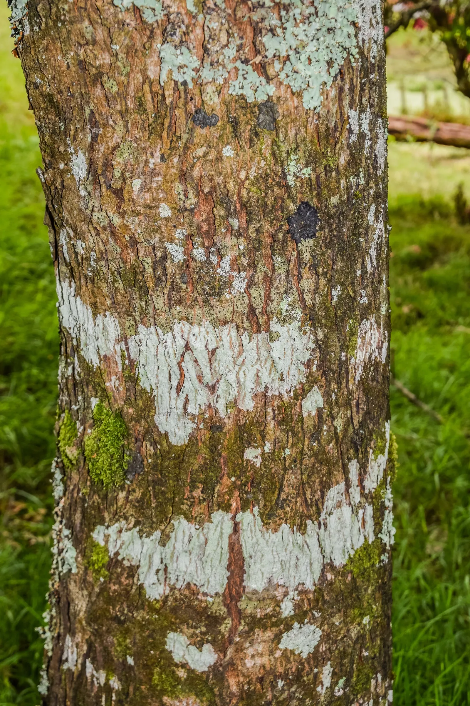 Pignut (Carya Glabra) — The canopy width generally spans from 25 to 35 feet