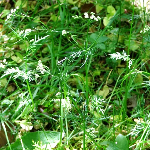 Pignut (Carya Glabra) — providing ecological value and stately beauty