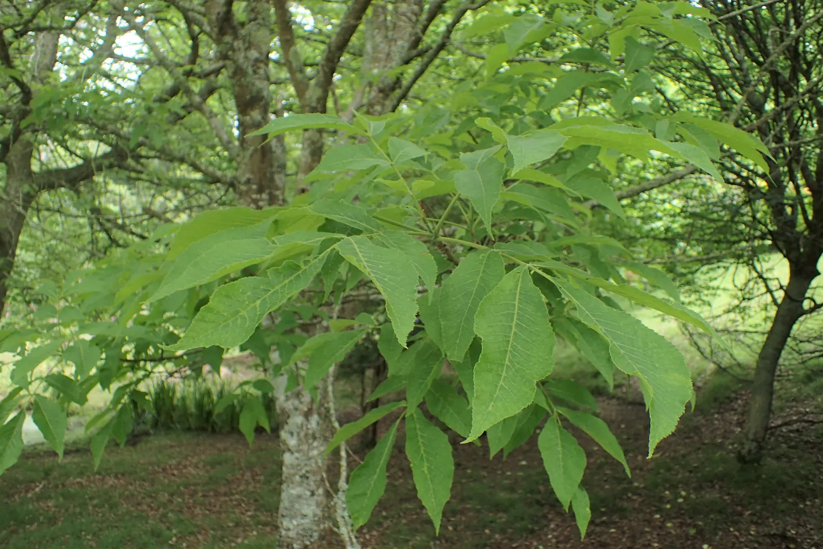 Pignut (Carya Glabra) — round nuts encased in thin husks that split open when ripe in autumn; is a deciduous hardwood native to eastern North America