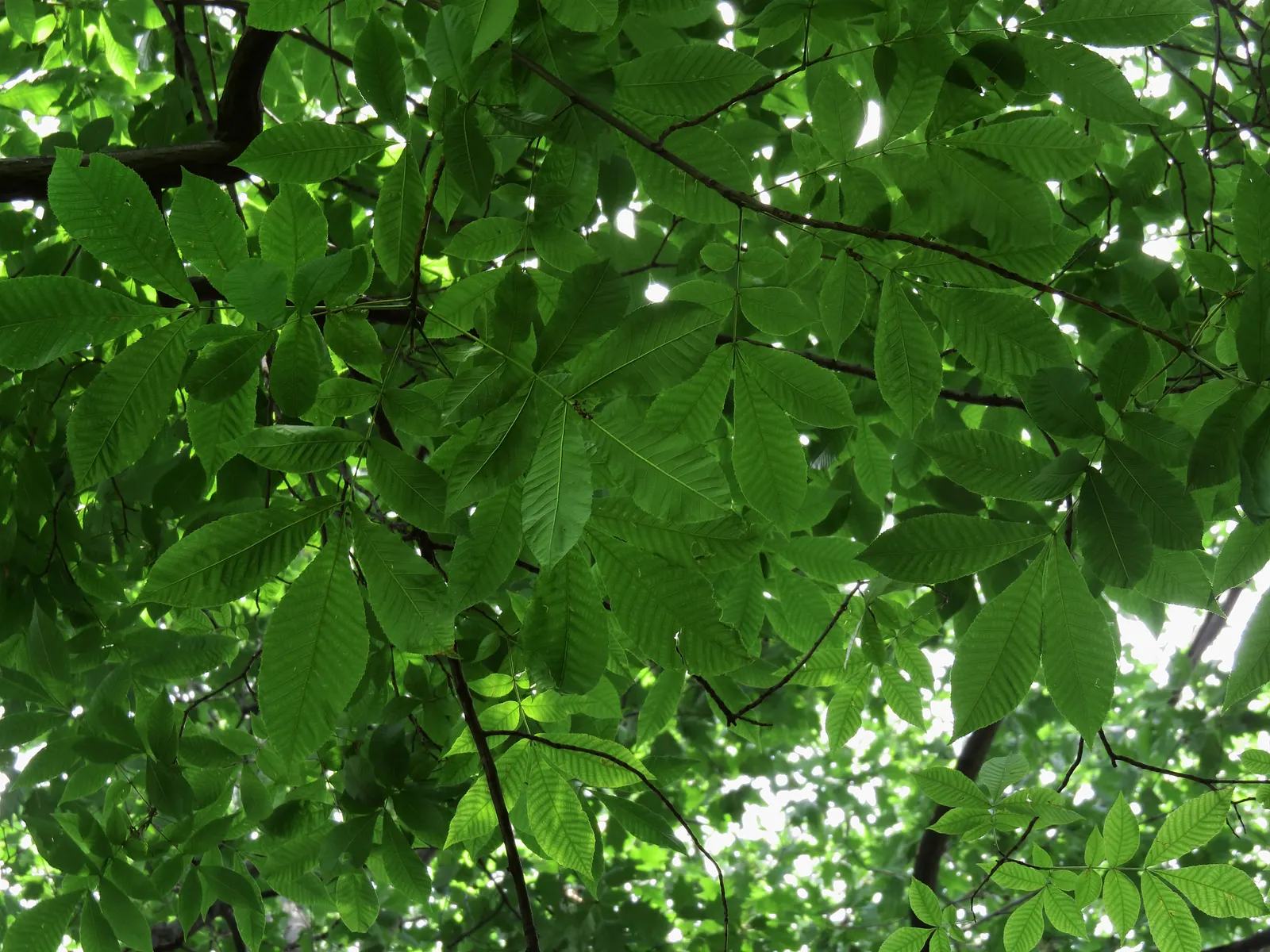 Pignut (Carya Glabra) — Characterized by a straight; with some specimens soaring up to 100 feet under optimal conditions, image 64