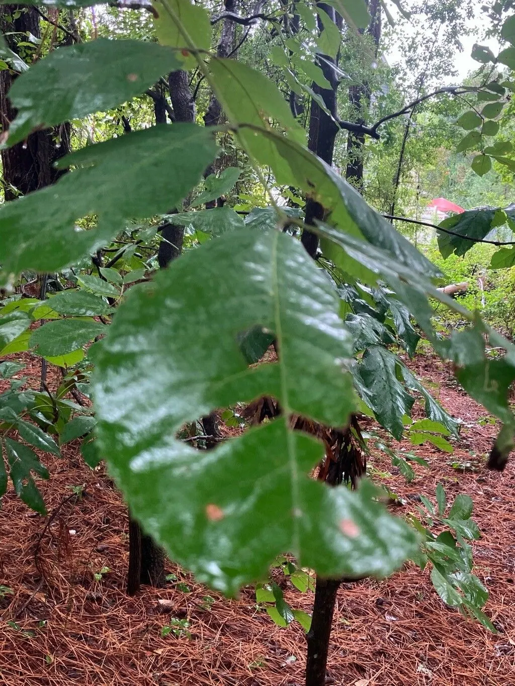 Pignut (Carya Glabra) — The Pignut's deep taproot system can make transplantation challenging; hence
