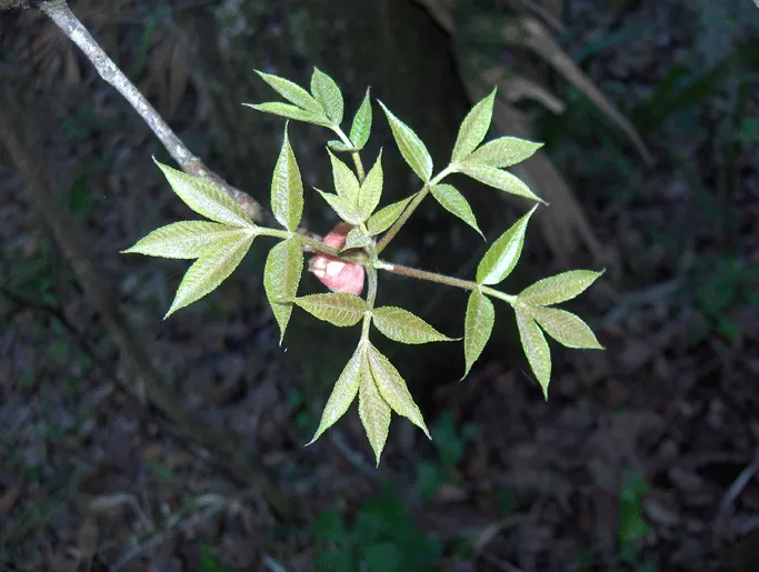 Pignut (Carya Glabra) — is a deciduous hardwood native to eastern North America; its pinnately compound leaves, with five leaflets, turn golden in, image 55