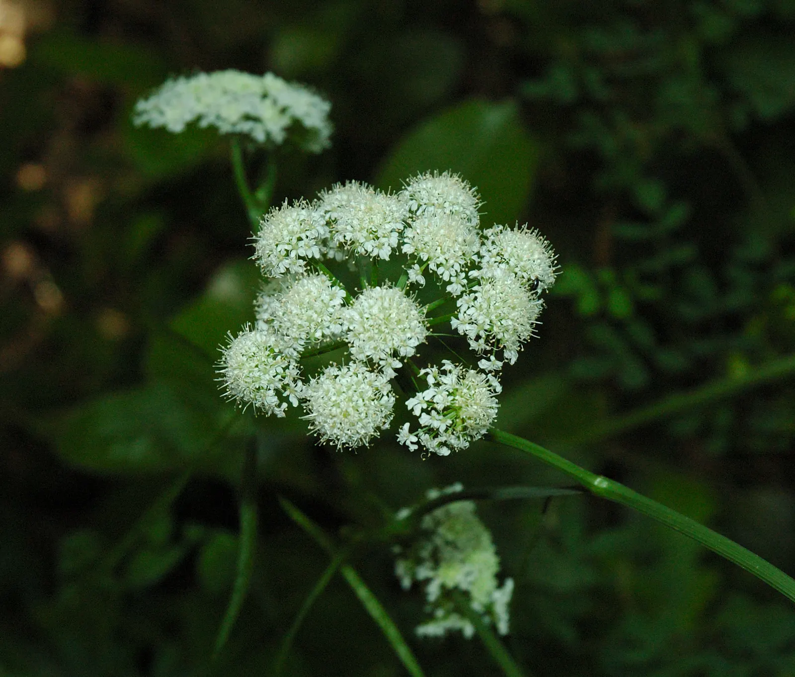 Pignut (Carya Glabra) — though it is adaptable to a range of soil types; the Pignut's deep taproot system can make transplantation challenging; hence