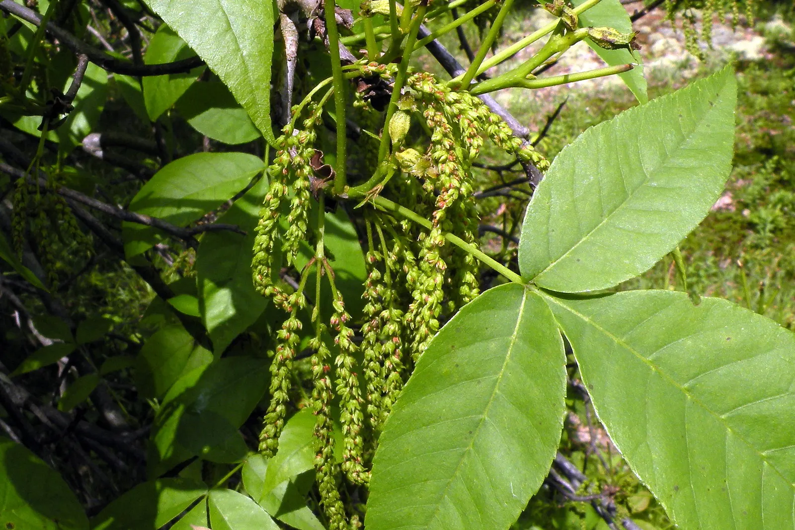 Pignut (Carya Glabra) — Reaching up to 100 feet tall, it prospers in well-drained soil; these nuts provide valuable sustenance for various wildlife