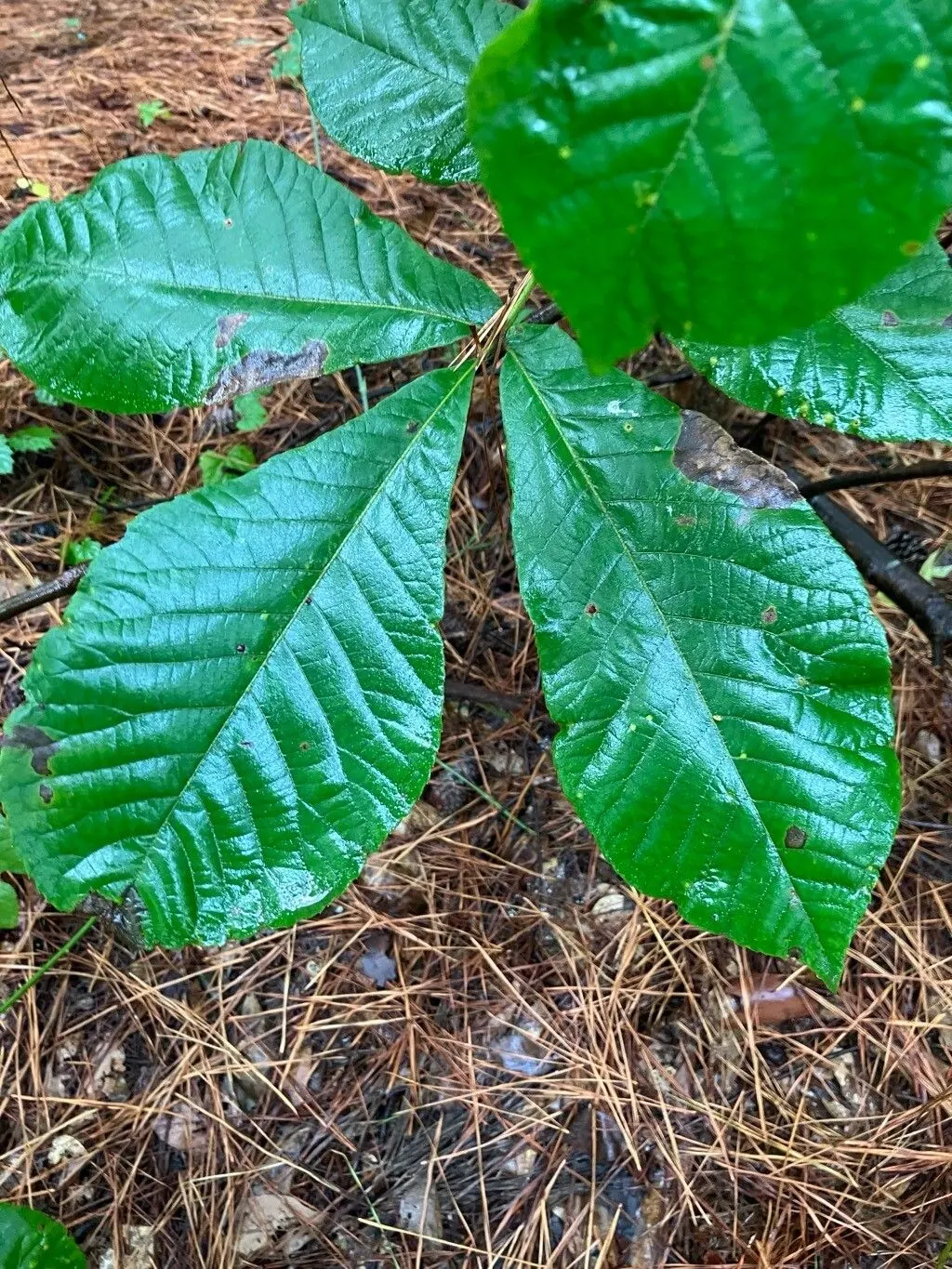 Pignut (Carya Glabra) — this low-maintenance hickory necessitates ample space to flourish and is an enduring addition to the landscape