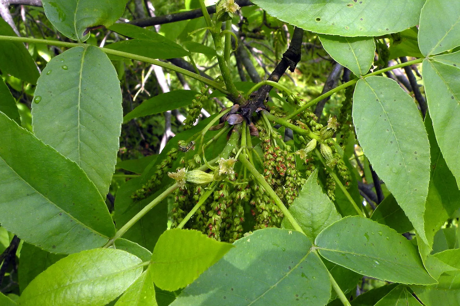 Pignut (Carya Glabra) — tree for full or half