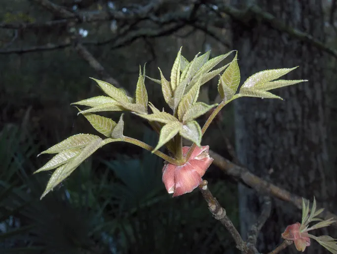 Pignut (Carya Glabra) — careful site selection is essential, image 50