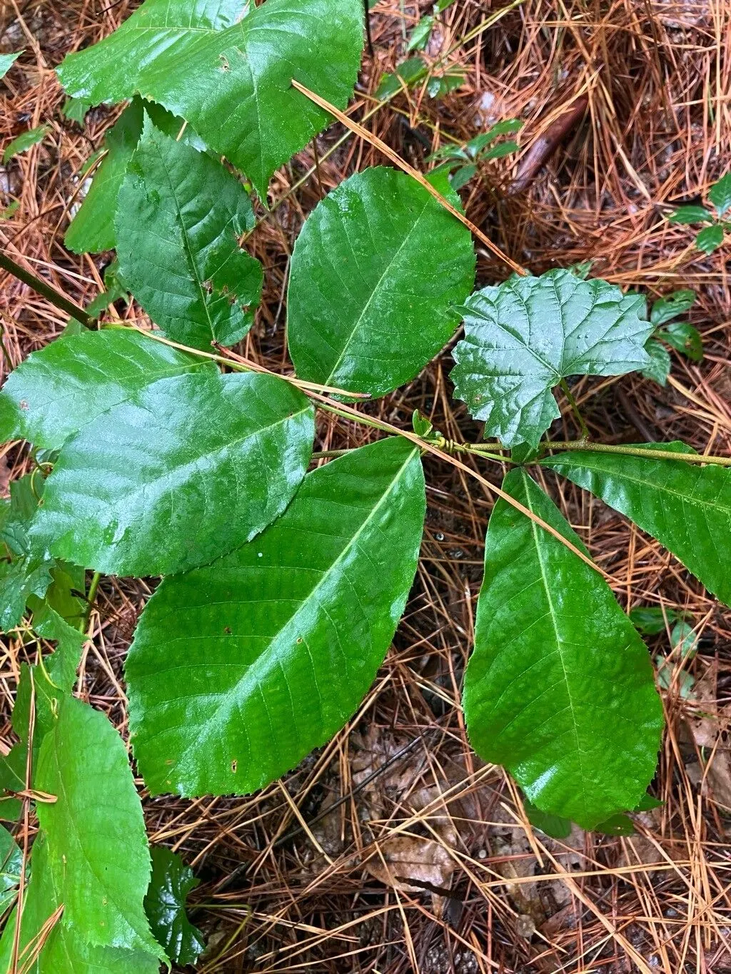 Pignut (Carya Glabra) — While not widely consumed by humans