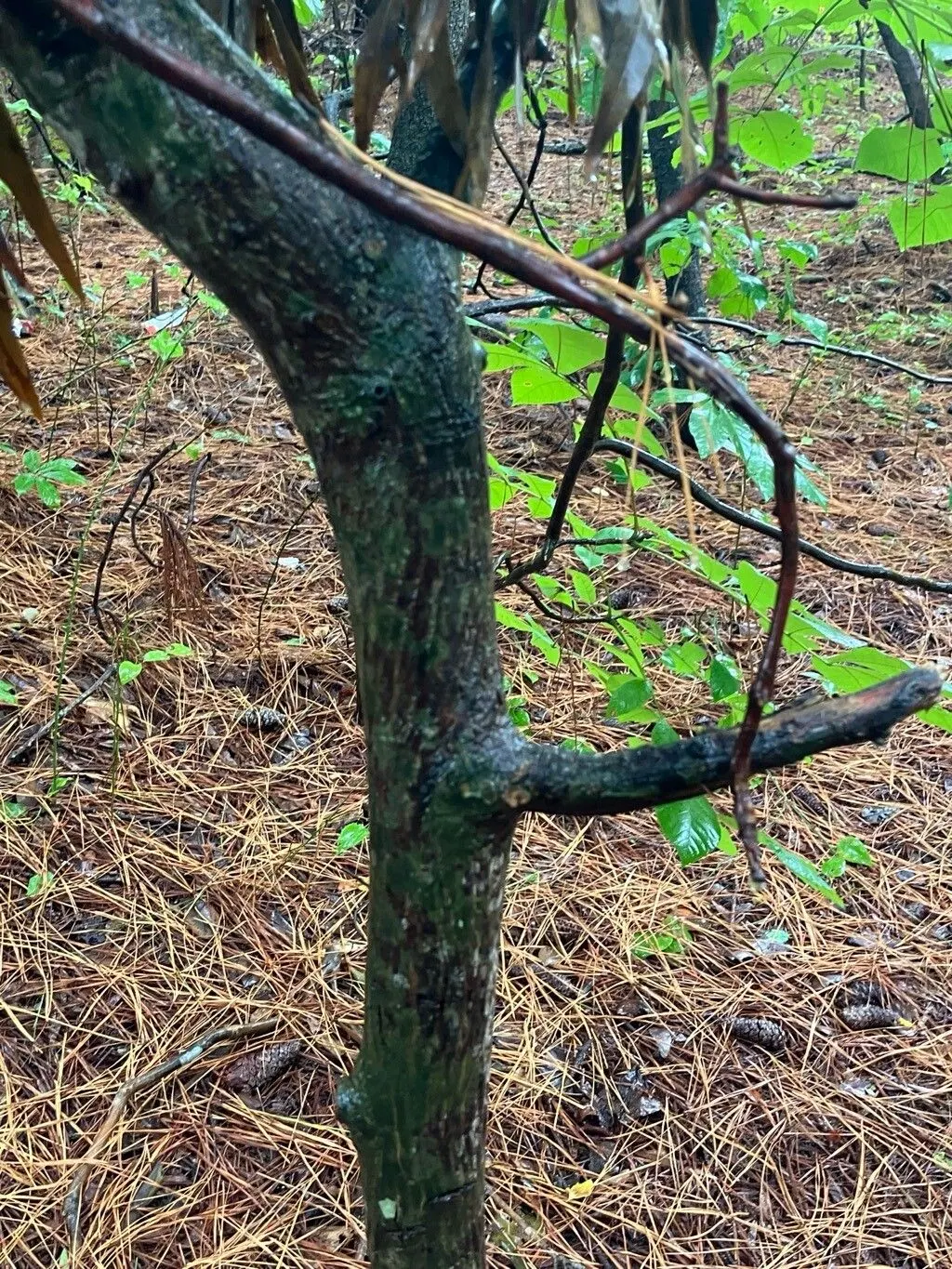 Pignut (Carya Glabra) — this species typically reaches heights of 50 to 60 feet