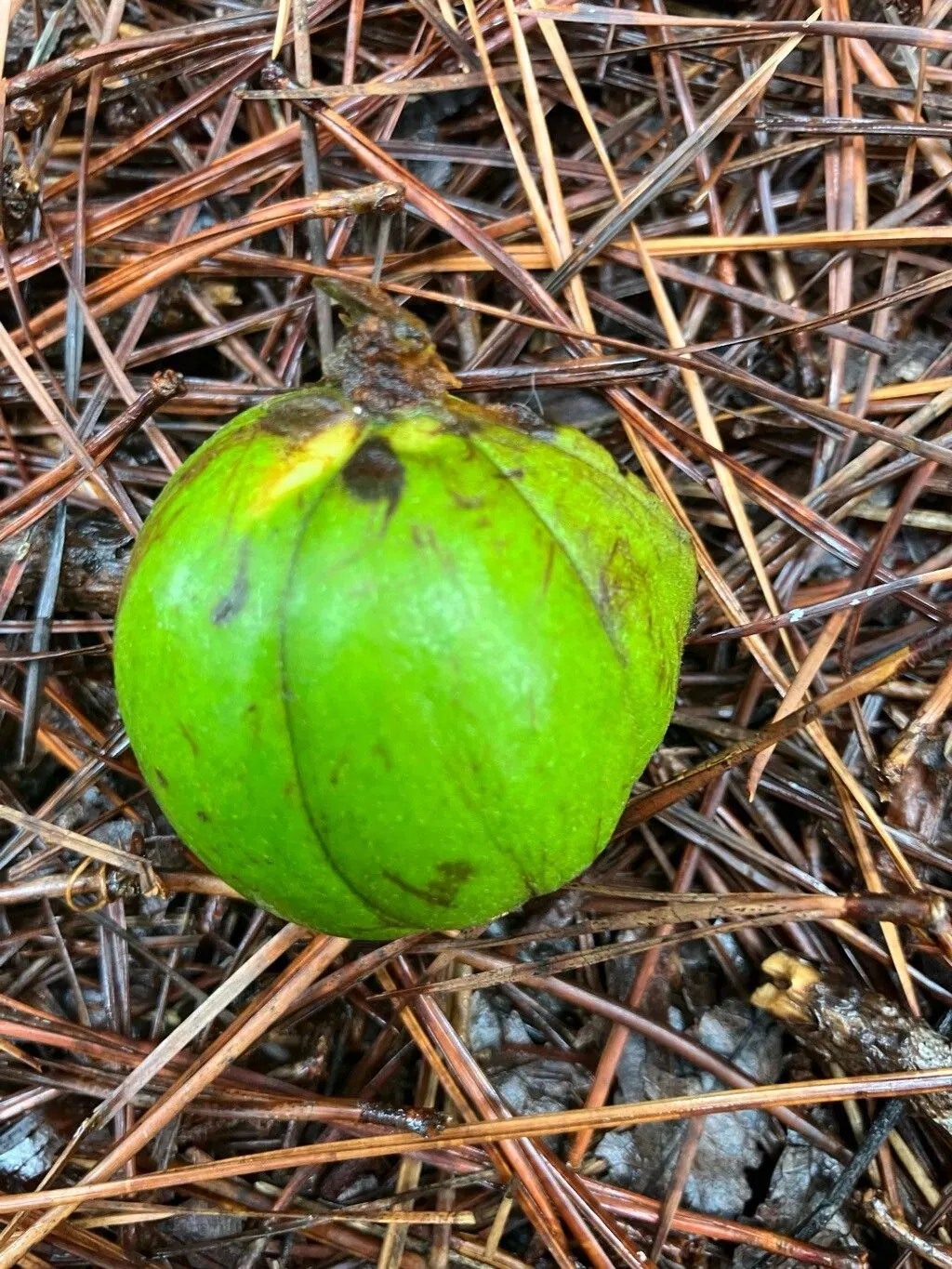 Pignut (Carya Glabra) — which provide valuable wildlife sustenance; this species typically reaches heights of 50 to 60 feet