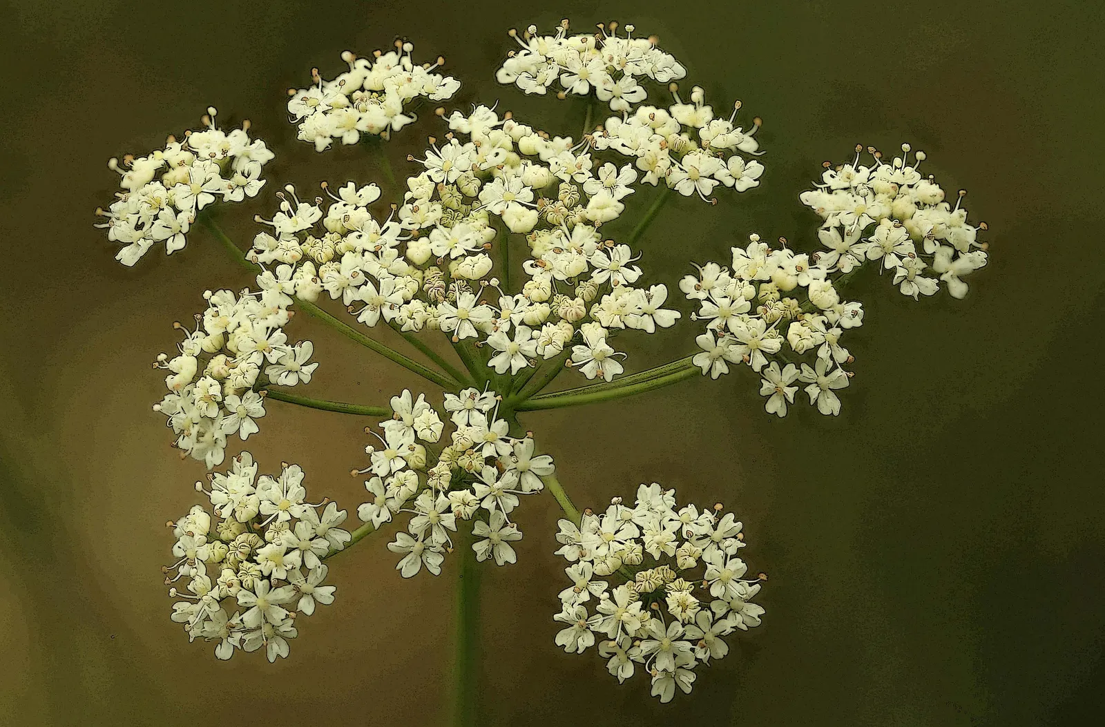 Pignut (Carya Glabra) — Characterized by a straight; with some specimens soaring up to 100 feet under optimal conditions