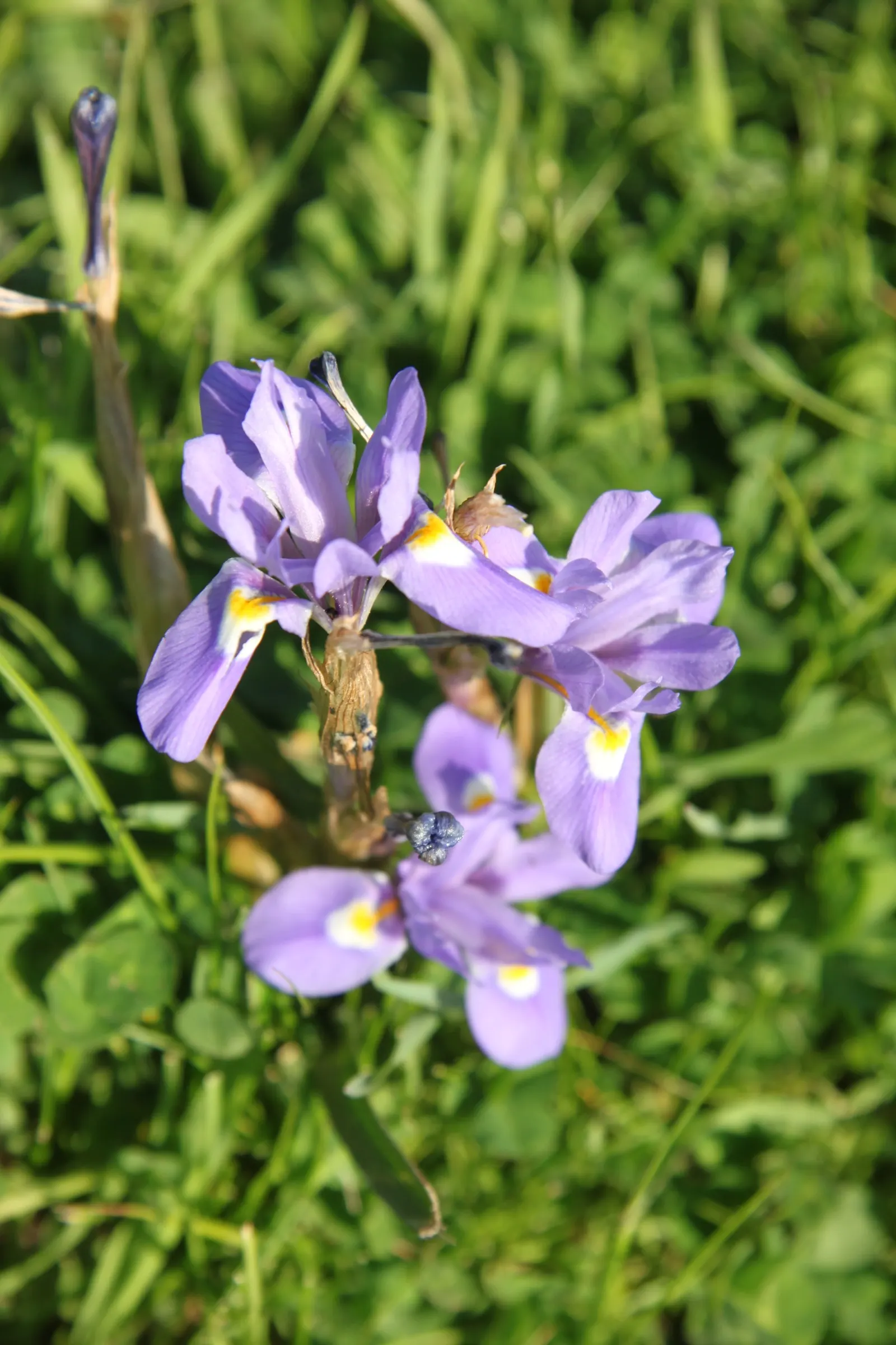 Pignut (Carya Glabra) — straight trunk and rounded crown