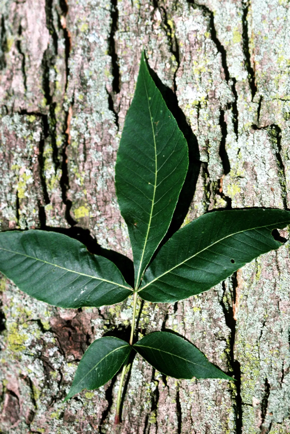 Pignut (Carya Glabra) — which provide valuable wildlife sustenance; this species typically reaches heights of 50 to 60 feet, image 60