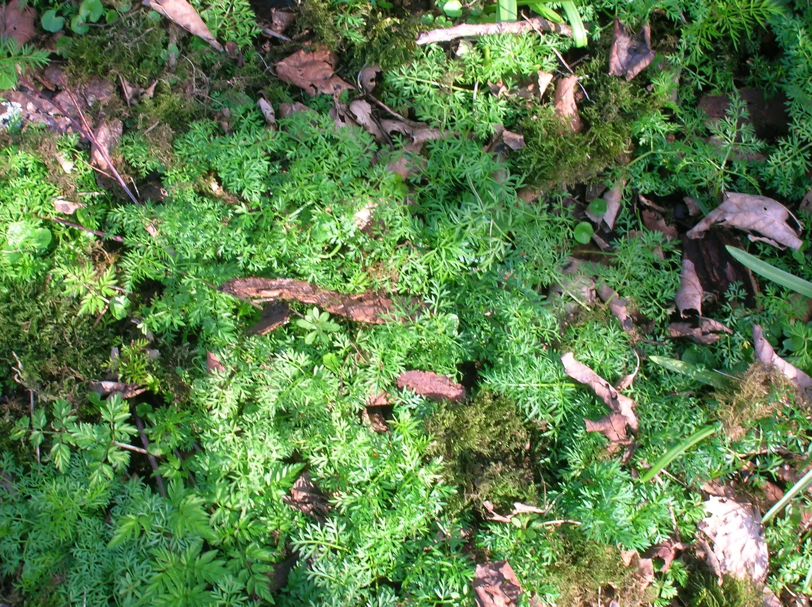 Pignut (Carya Glabra) — straight trunk and rounded crown; slender trunk with a narrow crown, image 56