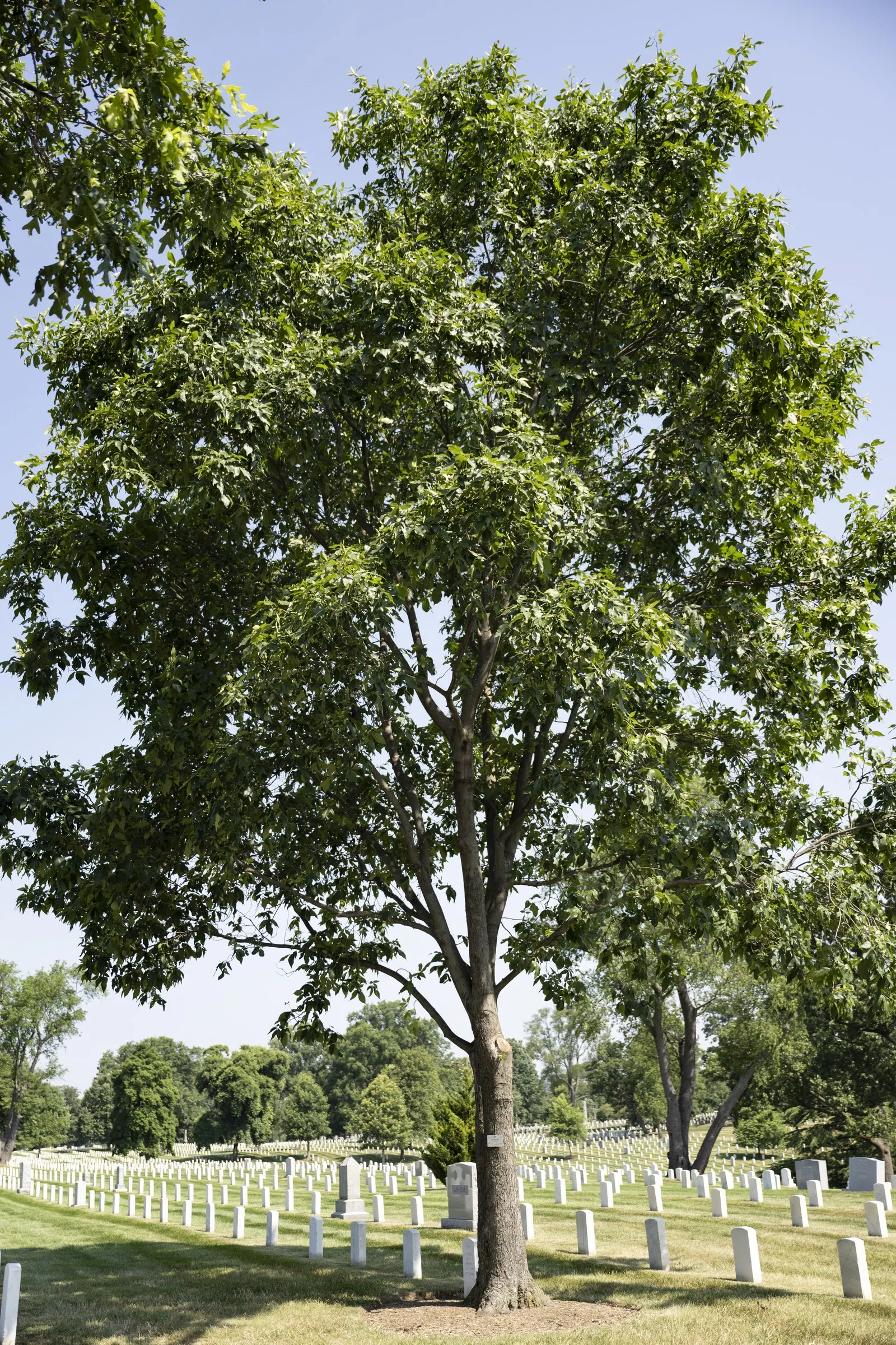 Pignut (Carya Glabra) — Characterized by a straight