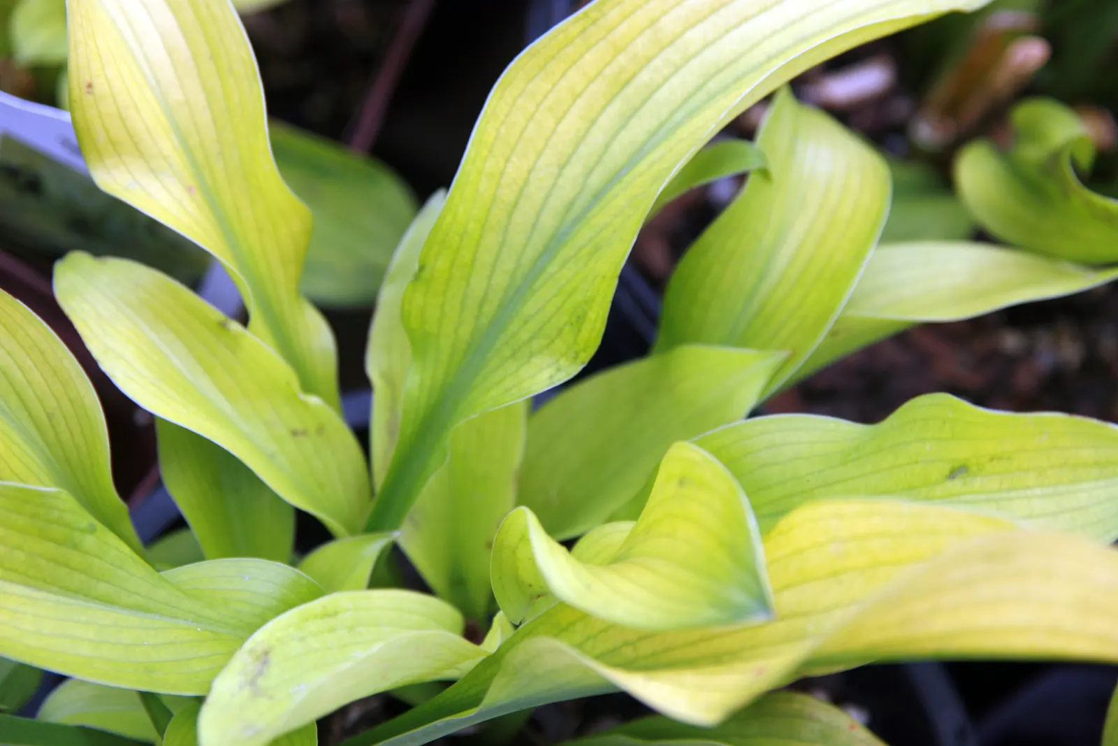August Moon Hosta (Hosta 'August Moon') — Heart-shaped leaves are 11 inches long with subtle ribbing