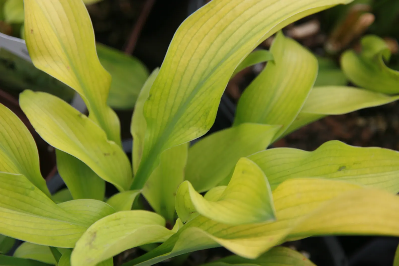 August Moon Hosta (Hosta 'August Moon') — chartreuse to golden-yellow foliage