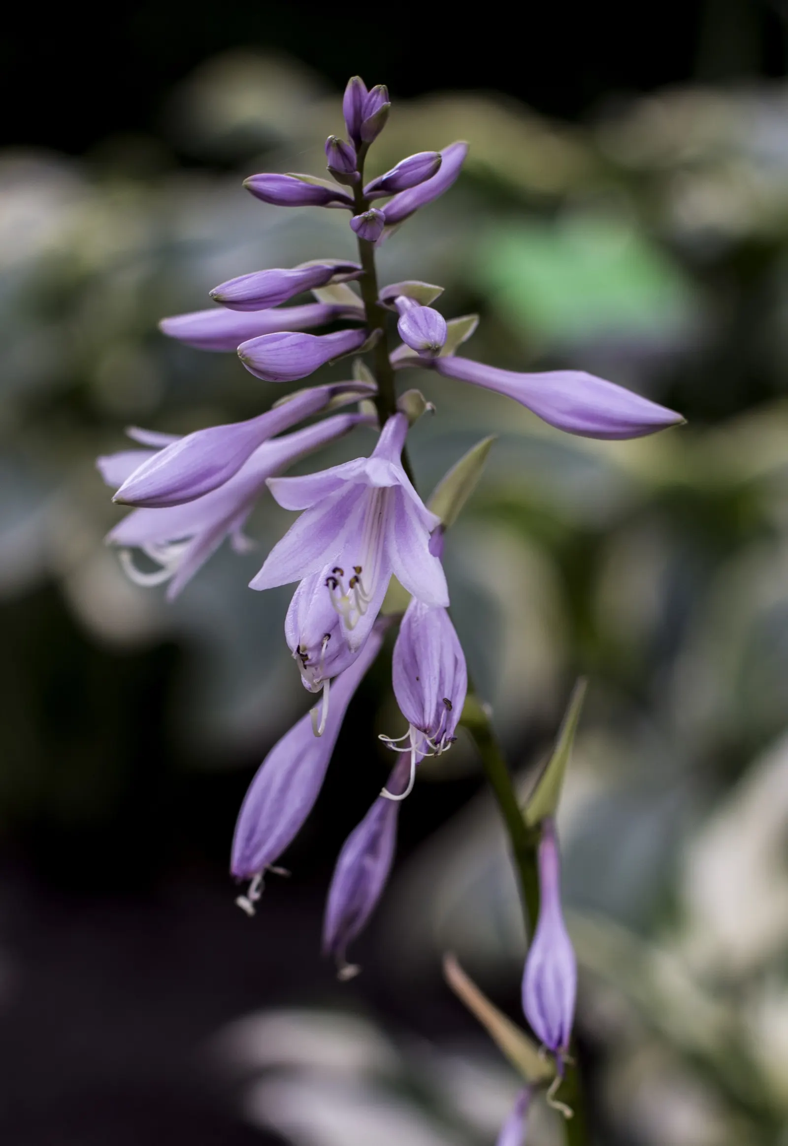 August Moon Hosta (Hosta 'August Moon') — complemented by white-to-lavender summer blooms on 3-foot scapes
