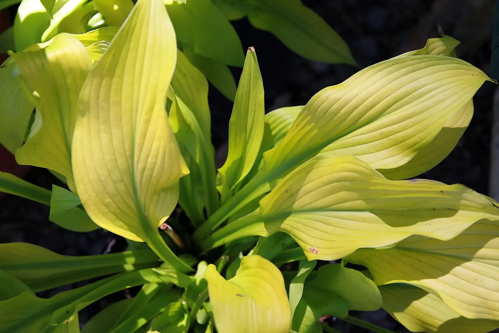August Moon Hosta (Hosta 'August Moon') — also named Hosta 'Sun Power'
