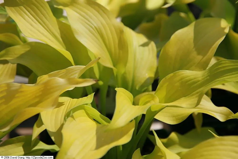 August Moon Hosta (Hosta 'August Moon') — This shade-tolerant perennial has a mounded form, reaching about 1.5 feet tall and spreading up to 4 feet wide