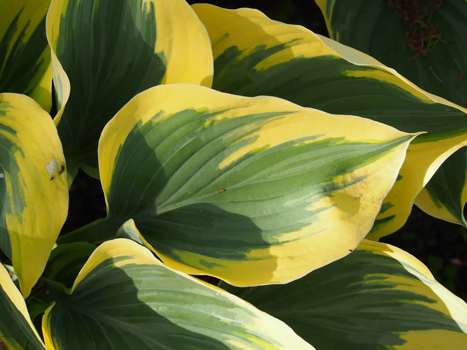 August Moon Hosta (Hosta 'August Moon') — upright scapes up to 24 inches tall