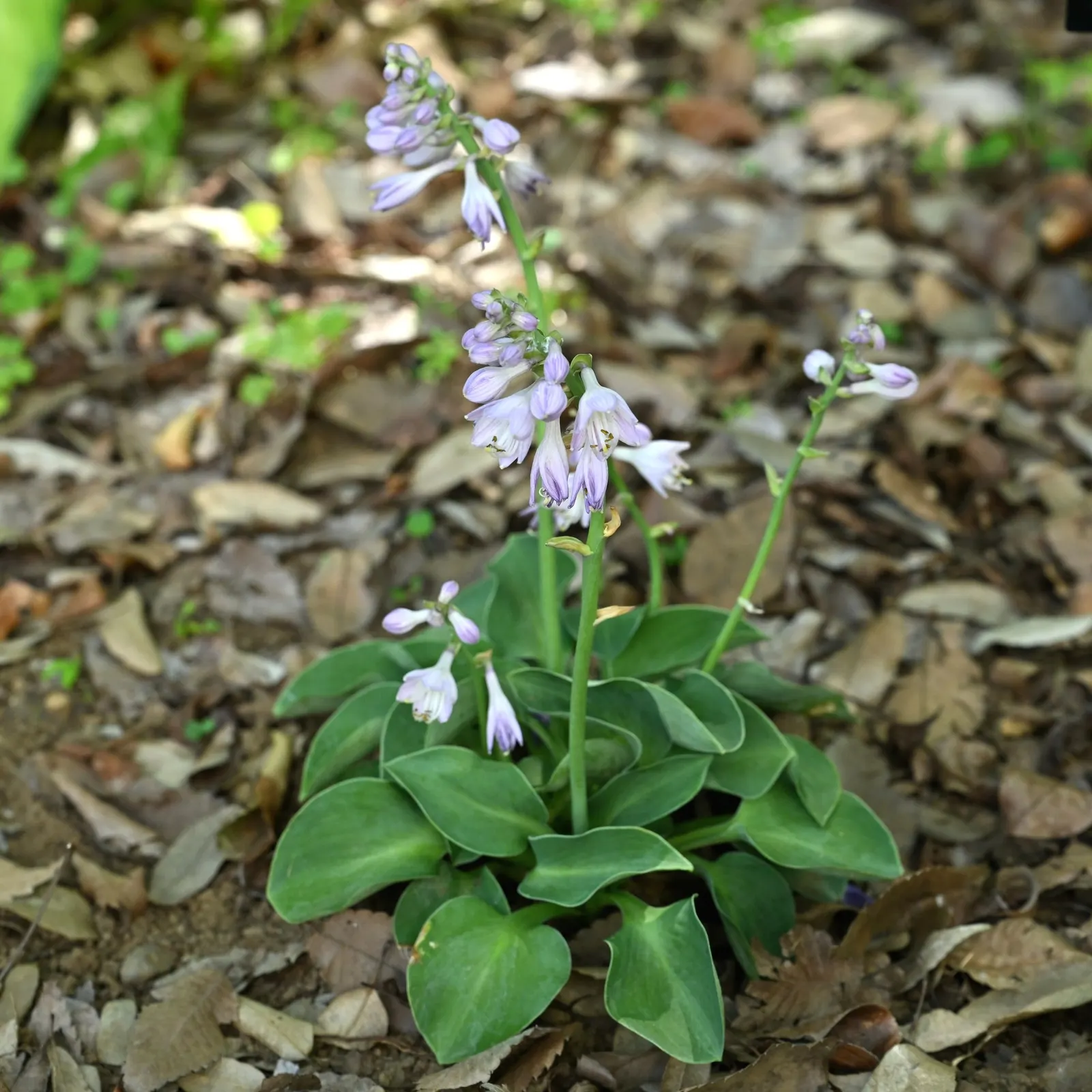 August Moon Hosta (Hosta 'August Moon') — Hardy in USDA zones 3 through 8