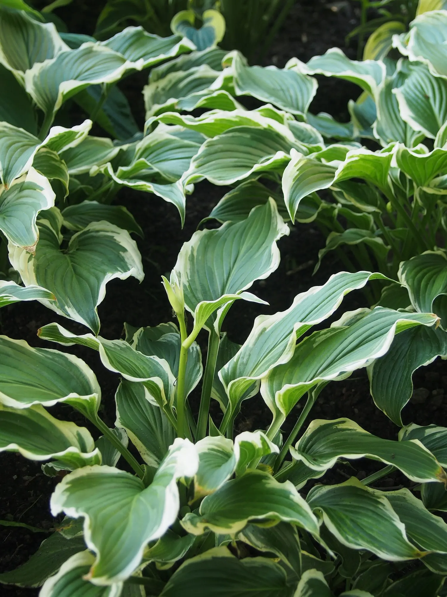 August Moon Hosta (Hosta 'August Moon') — typically 24 to 36 inches in height and spreading 36 to 48 inches in width