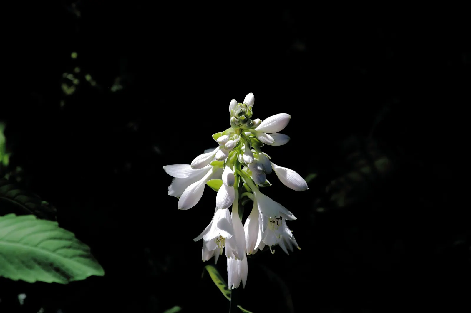 August Moon Hosta (Hosta 'August Moon') — with deeper coloration when exposed to greater amounts of sunlight