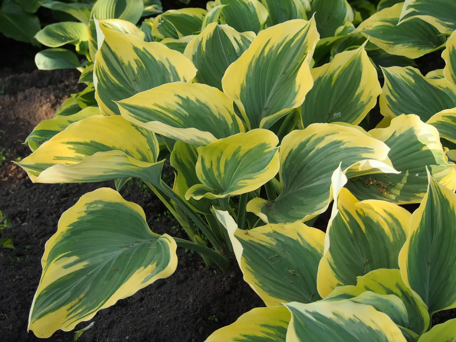 August Moon Hosta (Hosta 'August Moon') — making it an enduring selection for a low-maintenance landscape