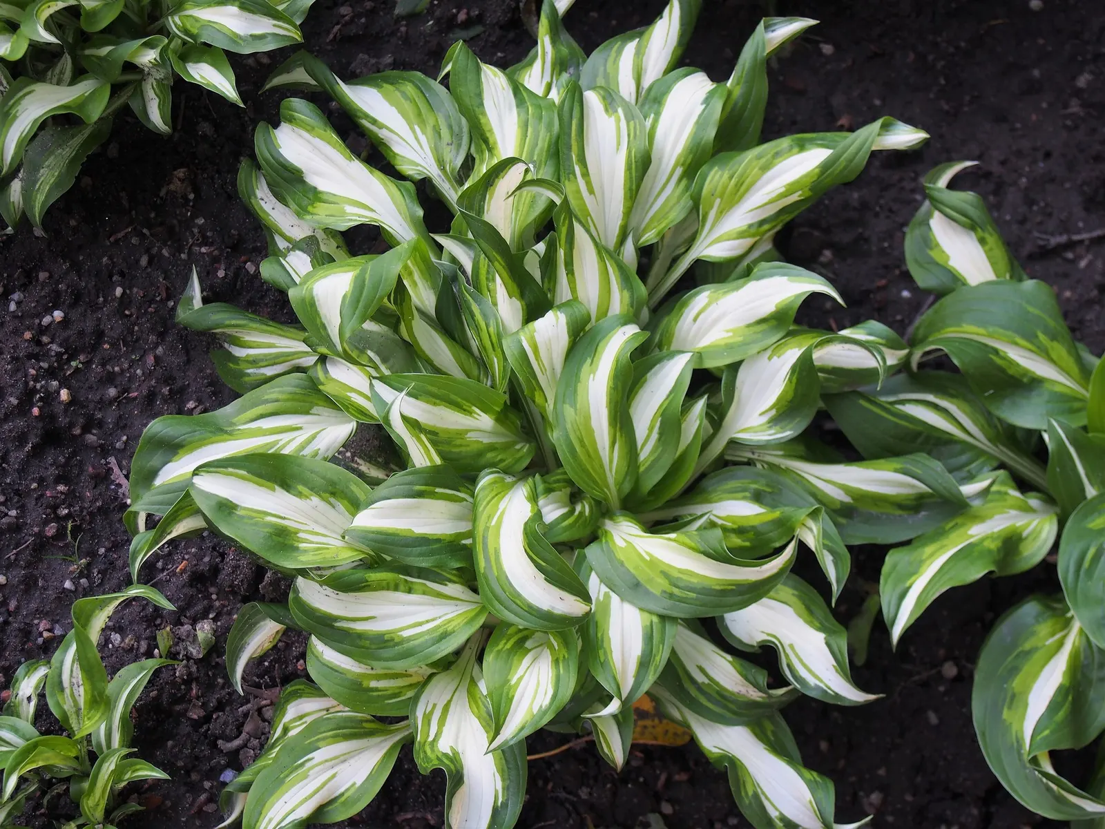August Moon Hosta (Hosta 'August Moon') — Despite its sun tolerance, it is crucial to guard it against the harsh afternoon sun to prevent leaf scorch