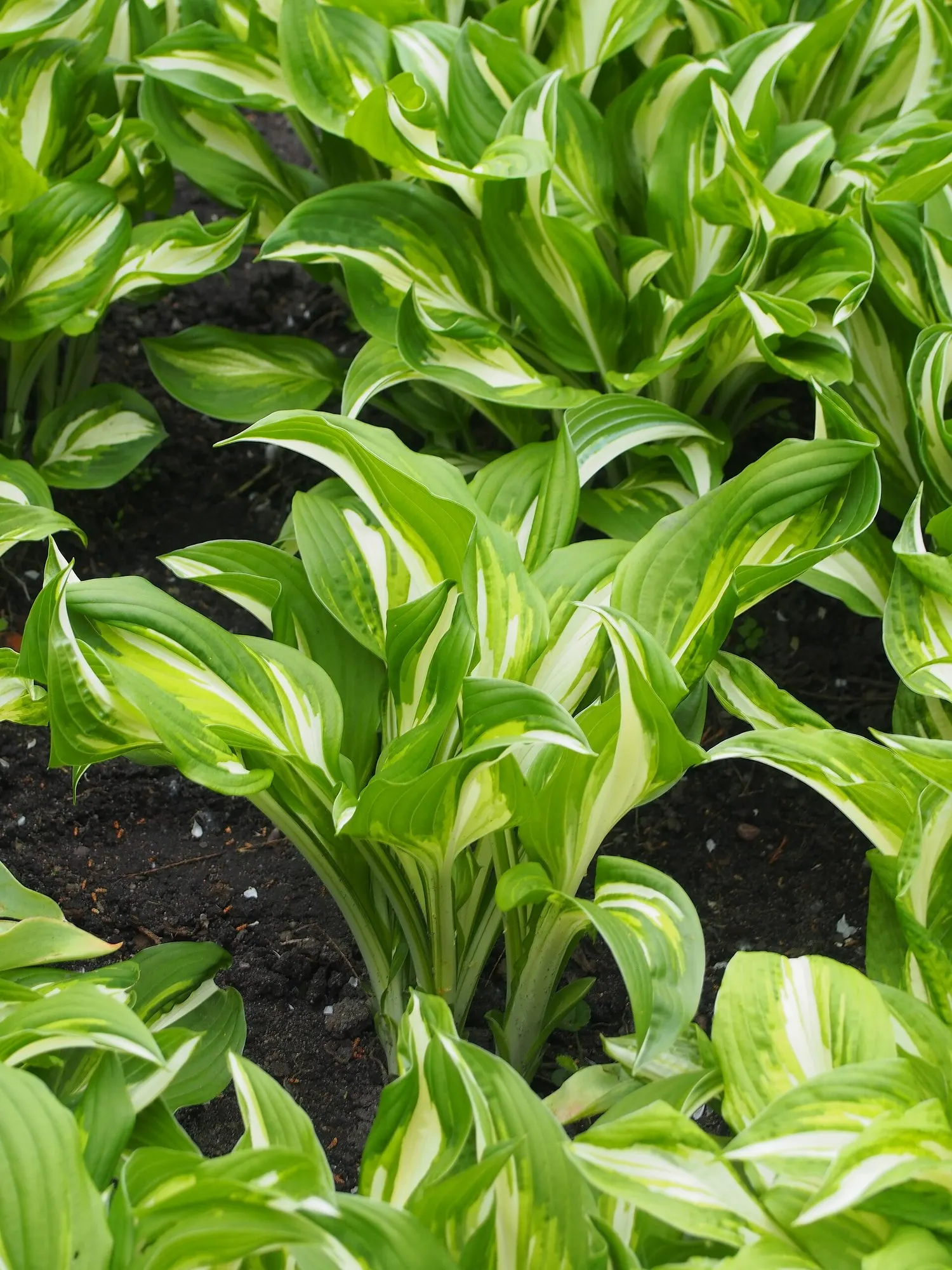 August Moon Hosta (Hosta 'August Moon') — adorned with funnel-shaped