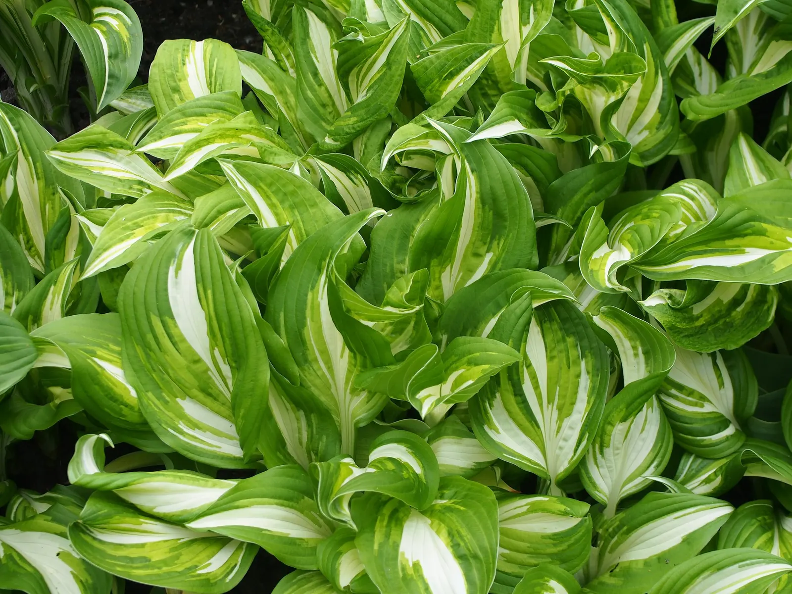 August Moon Hosta (Hosta 'August Moon') — It is recommended to provide this hosta with some morning sun to enhance its golden leaf coloring