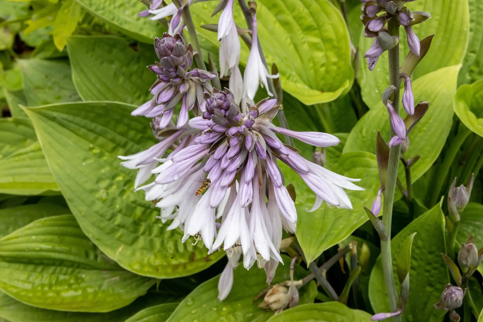 August Moon Hosta (Hosta 'August Moon') — Ideal for creating contrasting color and texture in shaded areas