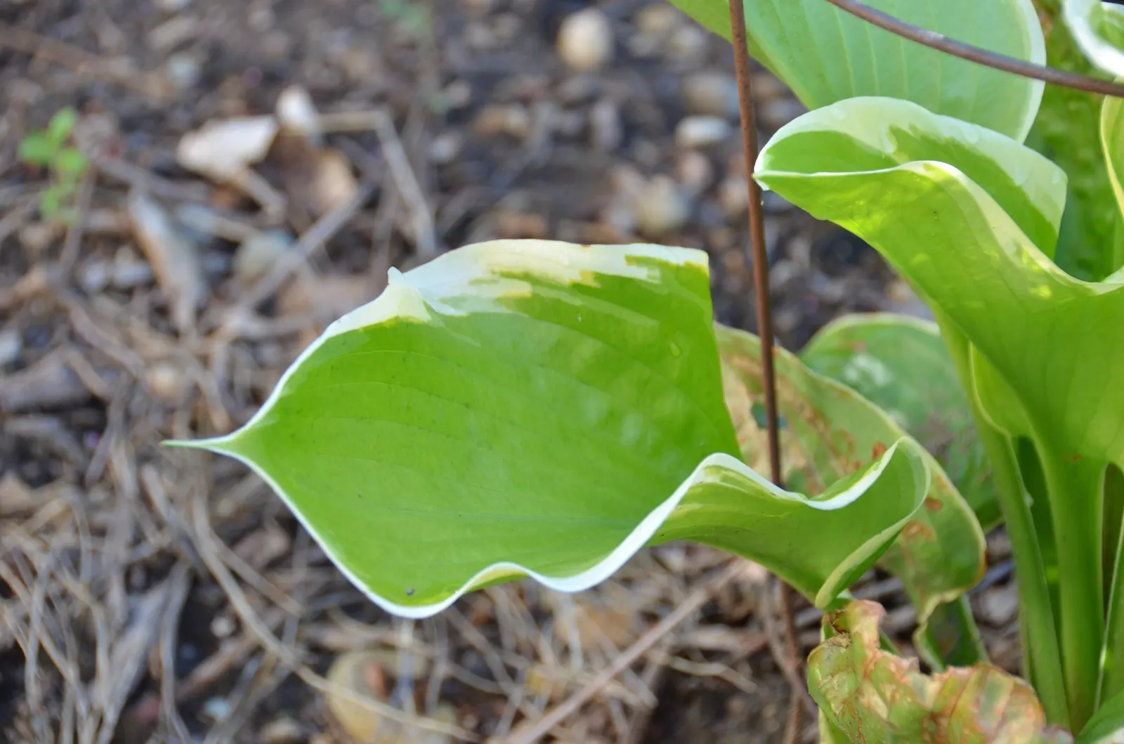 August Moon Hosta (Hosta 'August Moon') — present a slightly corrugated texture and a subtle