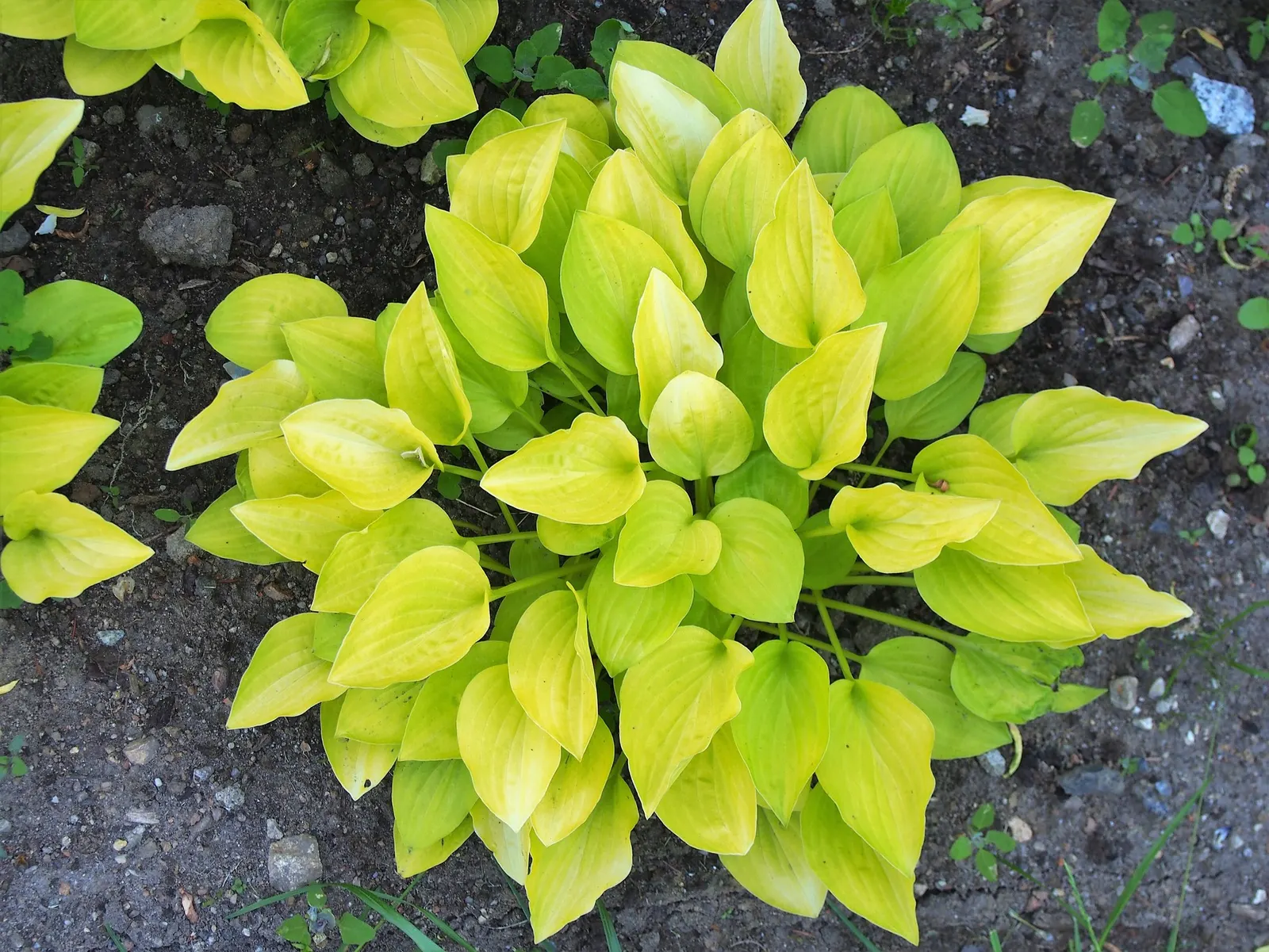 August Moon Hosta (Hosta 'August Moon') — this variety demonstrates good resistance to pests