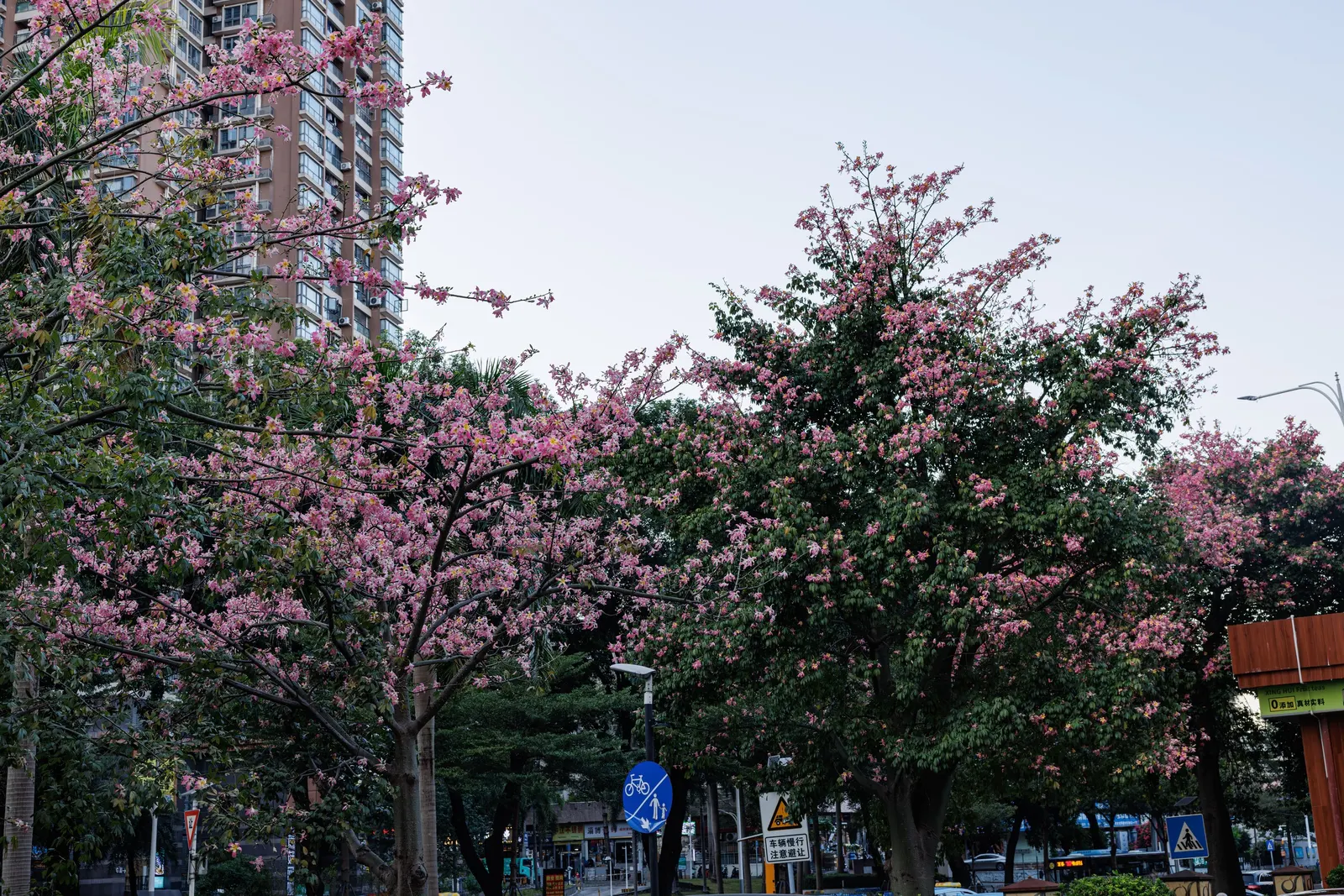 Silk Floss Tree (Ceiba Speciosa) — these fibers can create litter when the pods open.<br><br>For best growth; tree for full, image 123