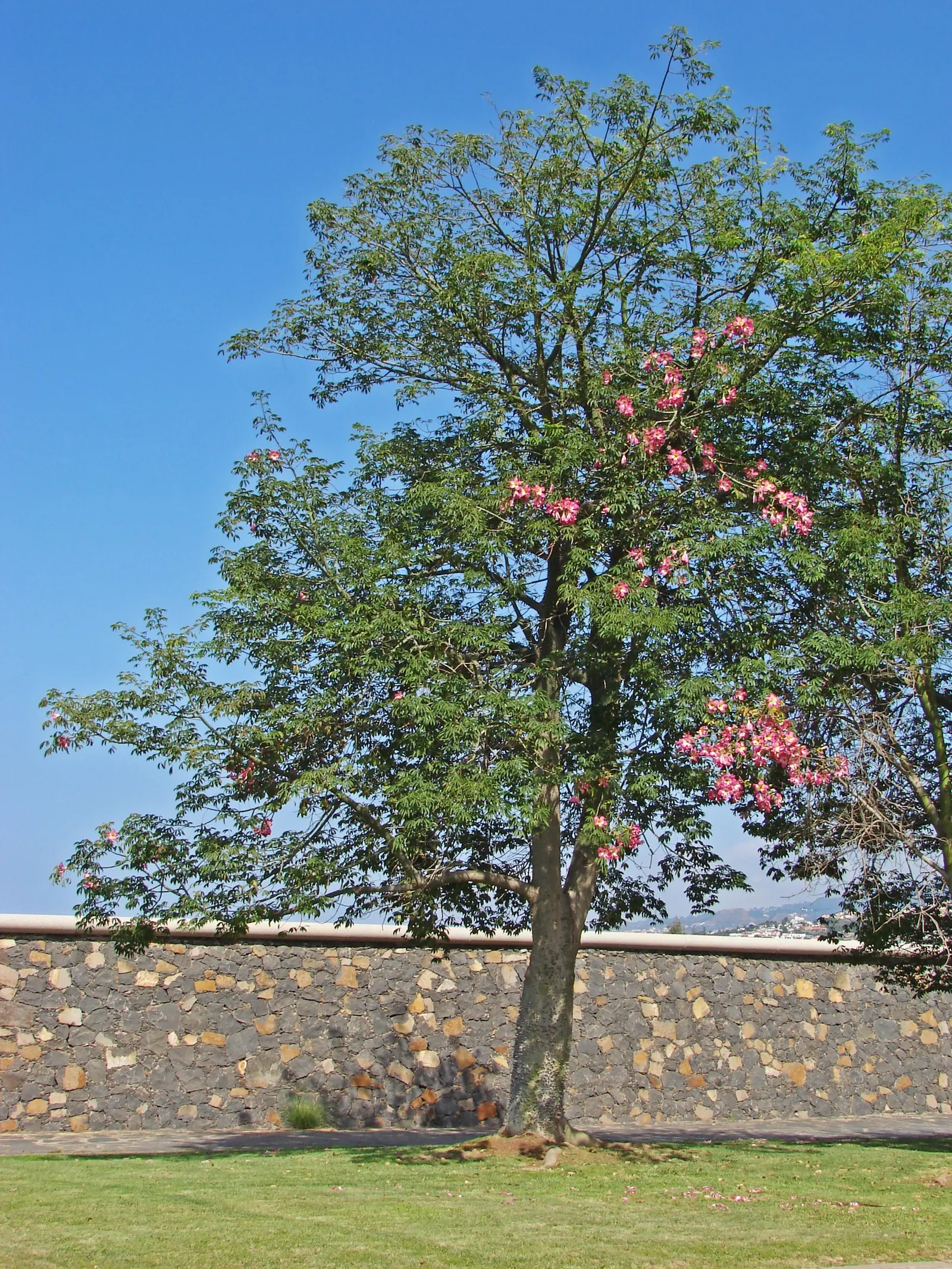 Silk Floss Tree (Ceiba Speciosa) — it commands attention in any landscape design; where it won't interfere with nearby structures, image 179