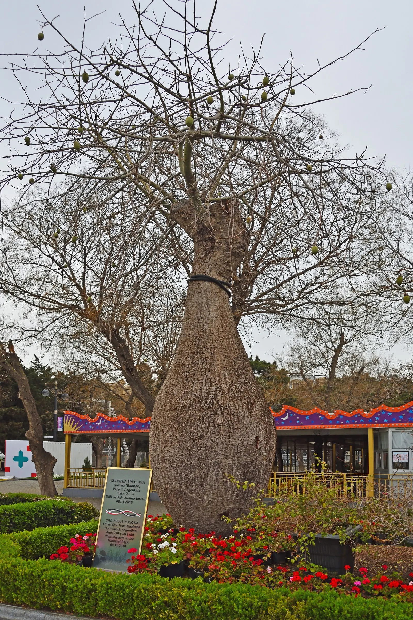 Silk Floss Tree (Ceiba Speciosa) — it commands attention in any landscape design