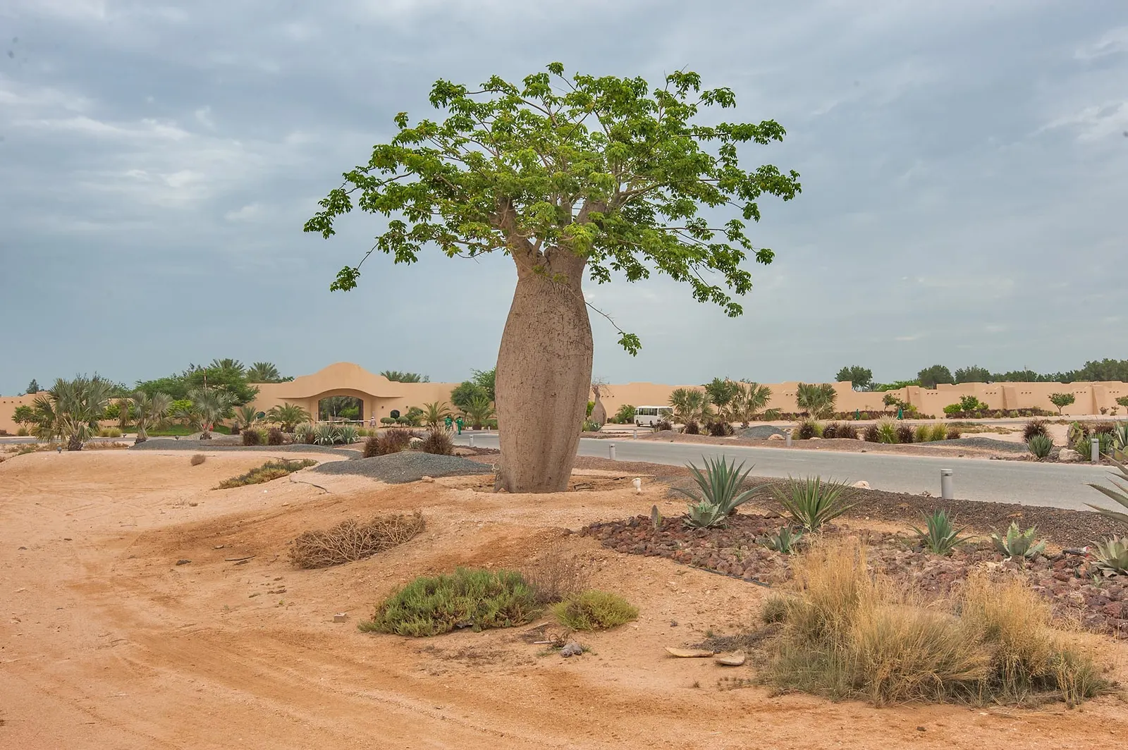 Silk Floss Tree (Ceiba Speciosa) — scientifically known as Ceiba speciosa; the Silk Floss Tree (Ceiba speciosa)