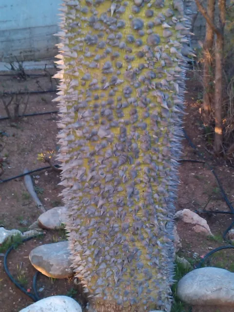 Silk Floss Tree (Ceiba Speciosa) — with a canopy spread of up to 40 feet; the Silk Floss Tree thrives in full sun exposure and requires well-draining soils