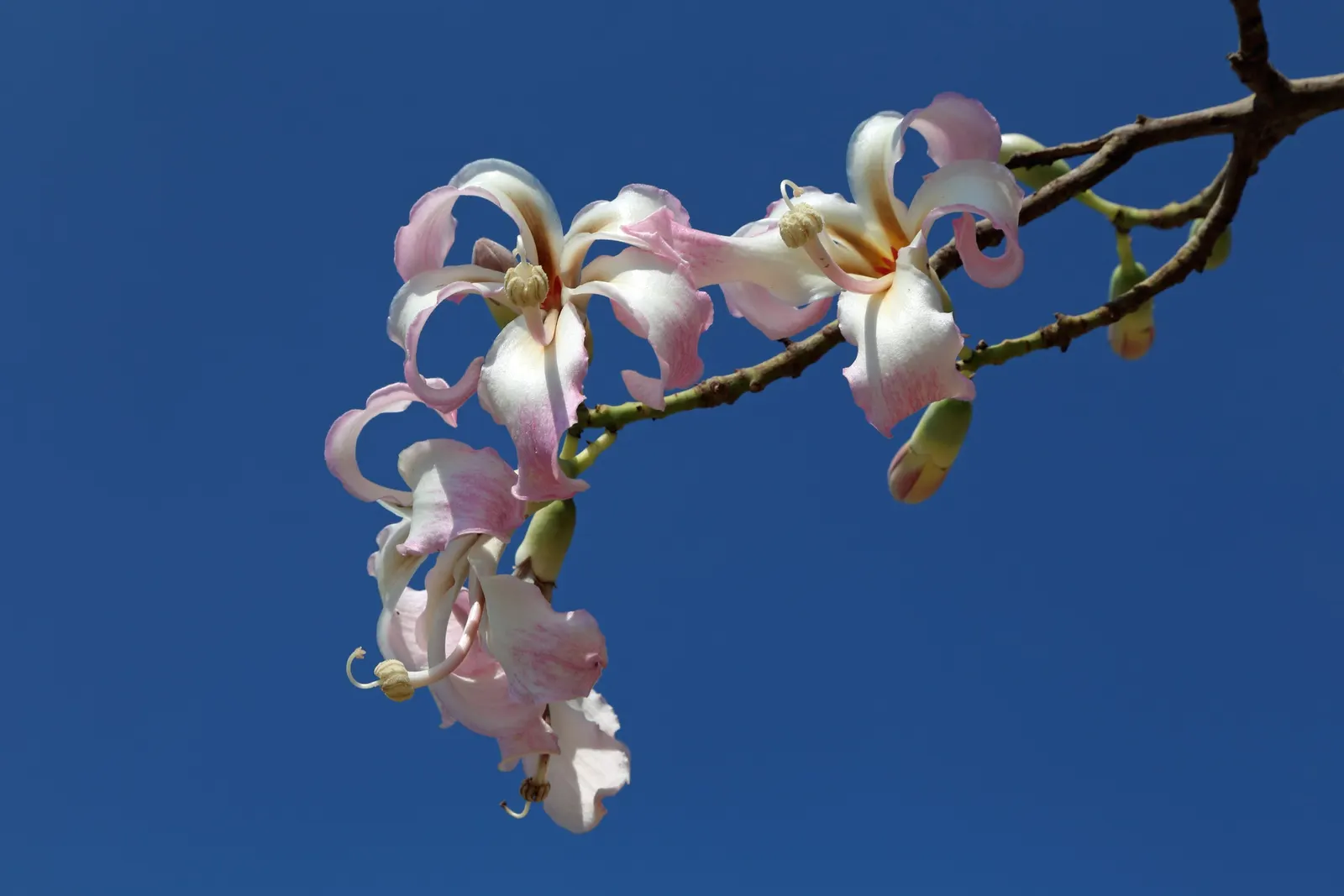 Silk Floss Tree (Ceiba Speciosa) — tree for full; but it may require ample space for both aboveground and subterranean expansion, image 132