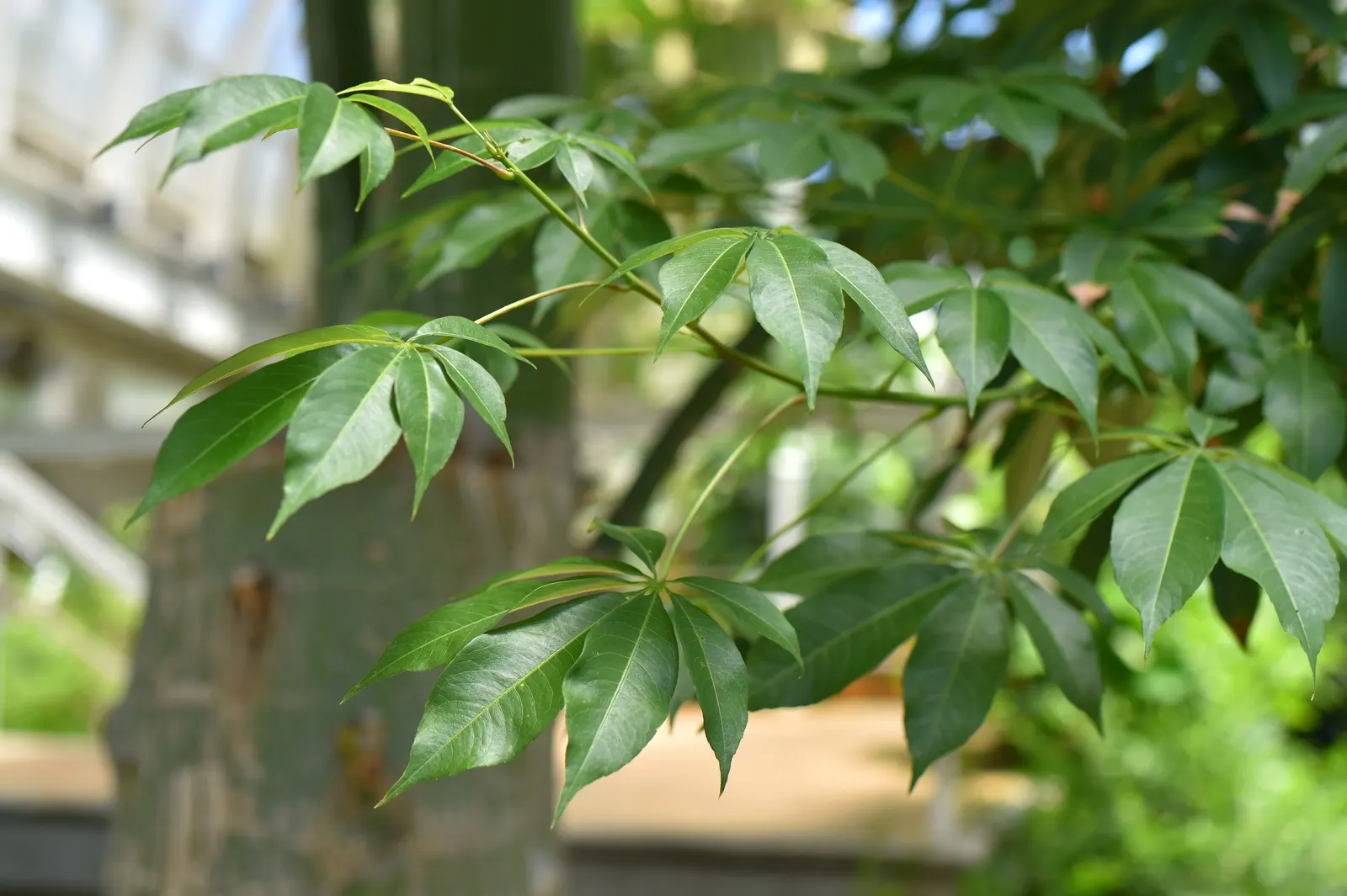 Silk Floss Tree (Ceiba Speciosa) — it demands full sun and well-drained soil; with potential heights reaching between 40 to 60 feet and spreading, image 106