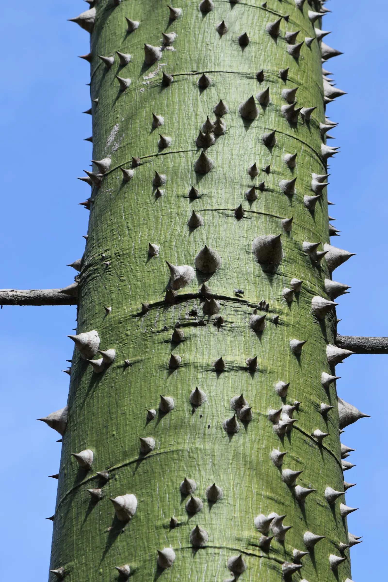 Silk Floss Tree (Ceiba Speciosa) — the Silk Floss Tree thrives in full sun exposure and requires well-draining soils; it demands full sun and, image 124
