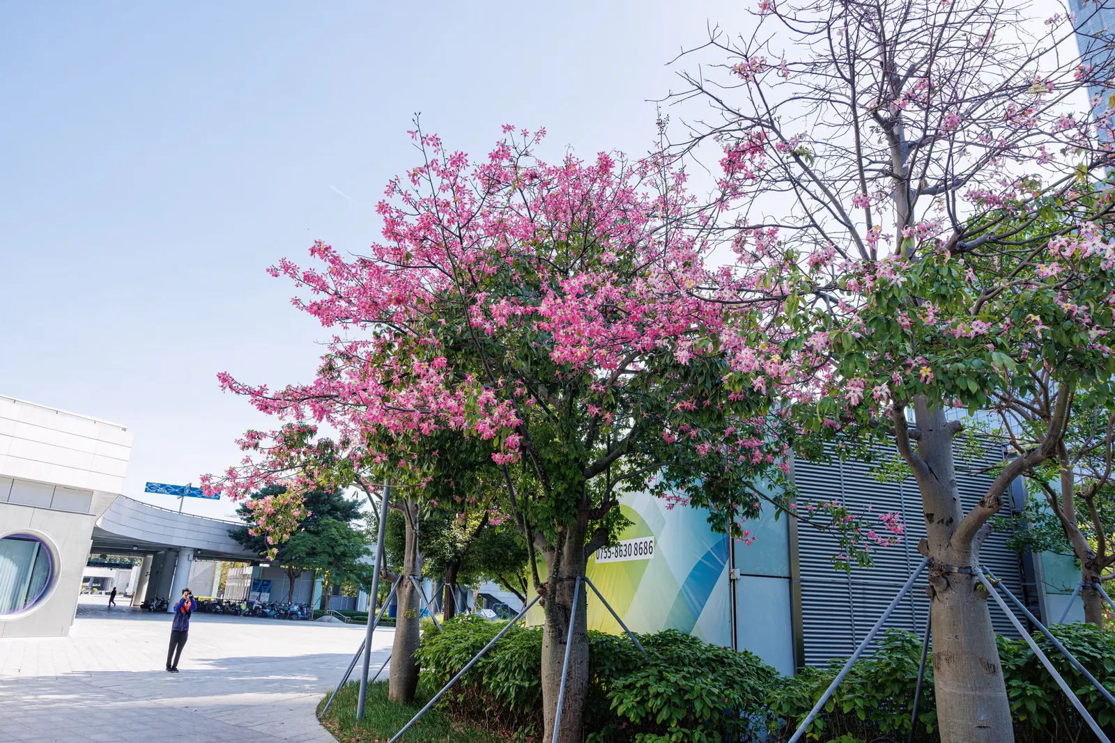 Silk Floss Tree (Ceiba Speciosa) — tree with pink blooms; the tree produces oval pods filled with silky white fibers, image 131