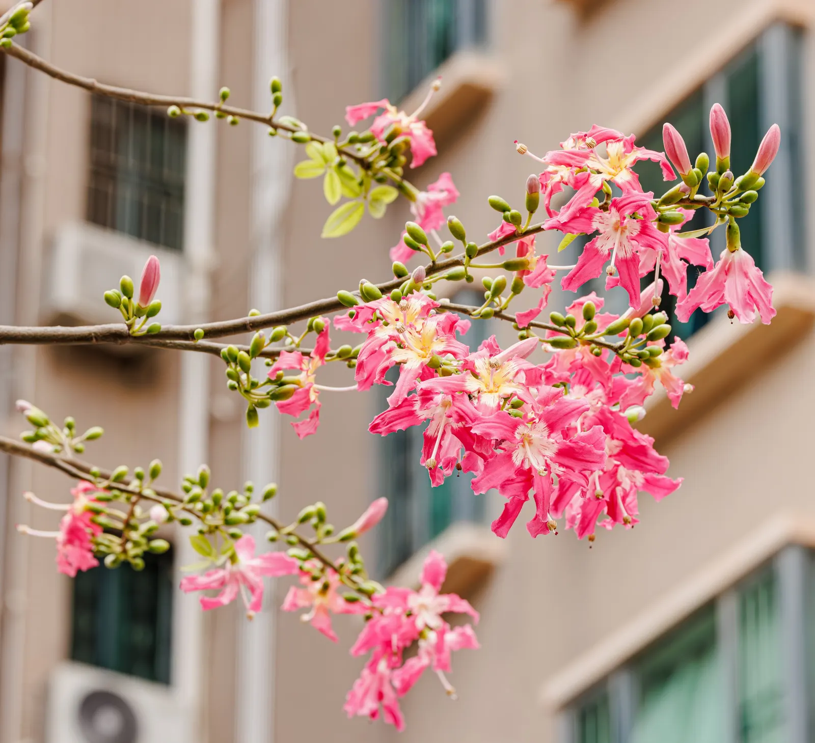 Silk Floss Tree (Ceiba Speciosa) — recognizable by its unique and majestic stature; the tree's trunk is one of its most distinctive features; it is, image 111